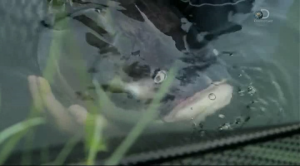 Discovery.   / River monsters (7 : 1-6 )