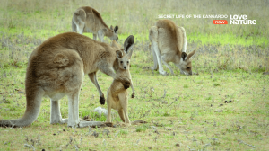    / Secret life of the kangaroo