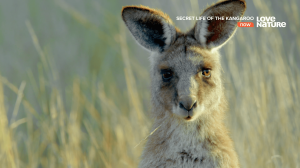    / Secret life of the kangaroo