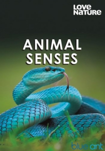   / Animal Senses
