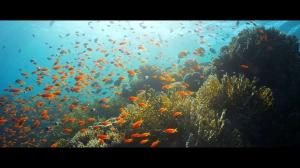 Морской заговор: Тайна устойчивого рыболовства
