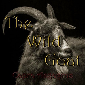 The Wild Goat - Carpra Aegagrus