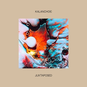 Kalanchoe - Juxtaposed