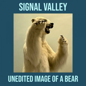 Signal Valley - Unedited Image Of A Bear