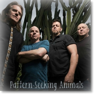 Pattern-Seeking Animals - 4 Albums